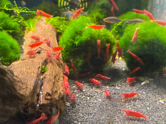 Fire Red Neocaridina Shrimp