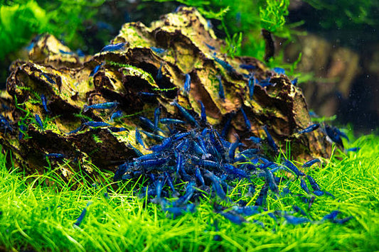 Blue Dream Neocaridina Shrimp