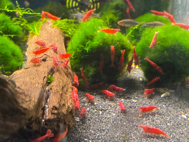 Fire Red Neocaridina Shrimp