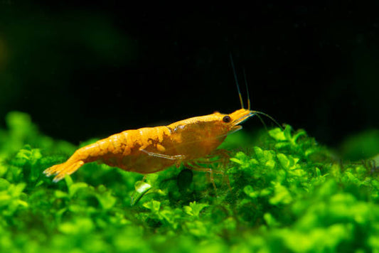 Orange Sunkist Neocaridina Shrimp