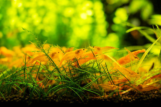 Orange Sunkist Neocaridina Shrimp