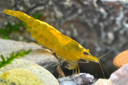 Yellow Goldback Neocaridina Shrimp