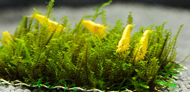 Yellow Goldback Neocaridina Shrimp
