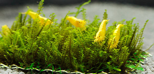 Yellow Goldback Neocaridina Shrimp