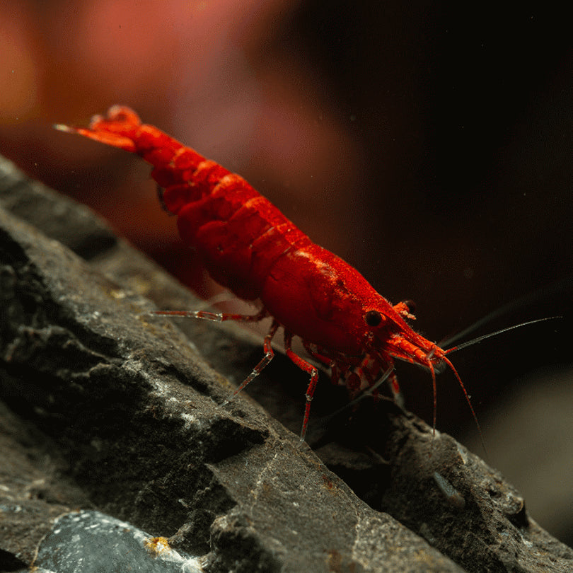 Fire Red Neocaridina Shrimp