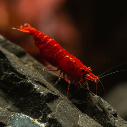 Fire Red Neocaridina Shrimp