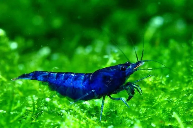 Blue Dream Neocaridina Shrimp